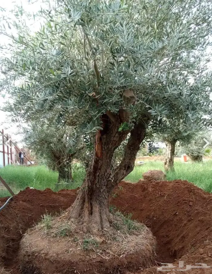أشجار زيتون معمره للبيع 0