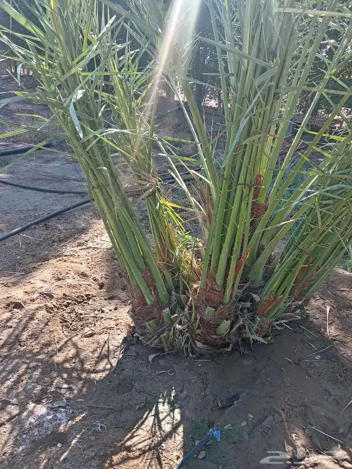 نخيل البيع الخرمه الدغميه ام راكه رنيه الطايف 2