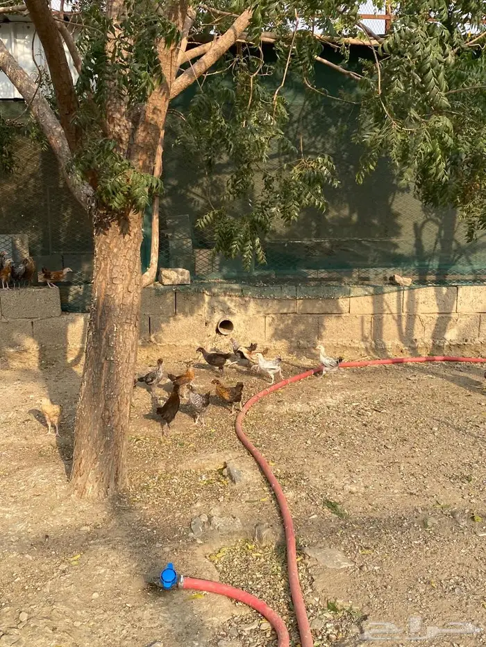 صيصان دجاج بلدي 0