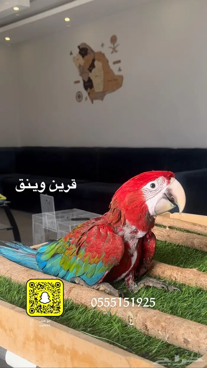 هارلي كوين و قرين وينق و بلو اند قولد 3