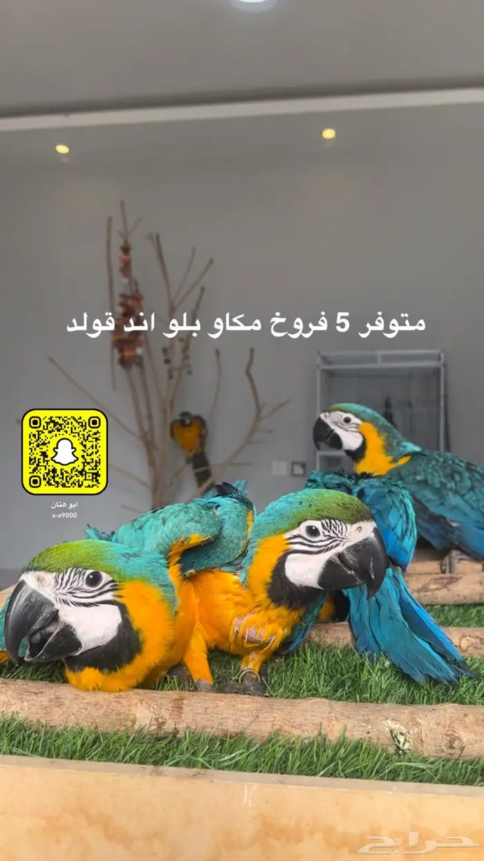 هارلي كوين و قرين وينق و بلو اند قولد 4