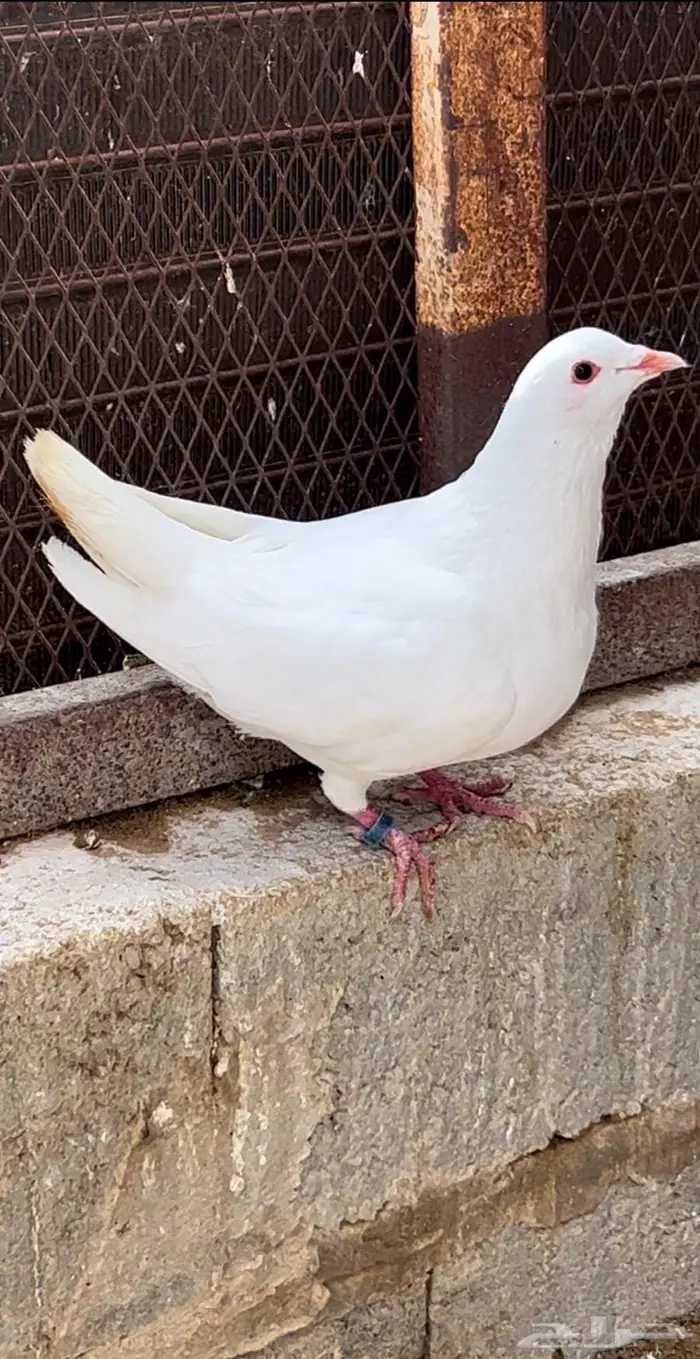 حمام فرنسي ملكي(( تم البيع)) 3
