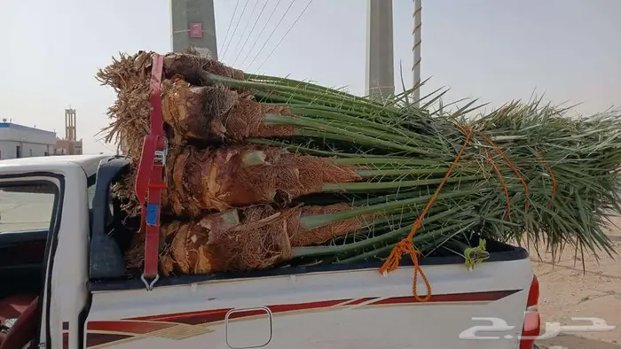 نخيل البيع الخرمه الدغميه ام راكه رنيه الطايف 4