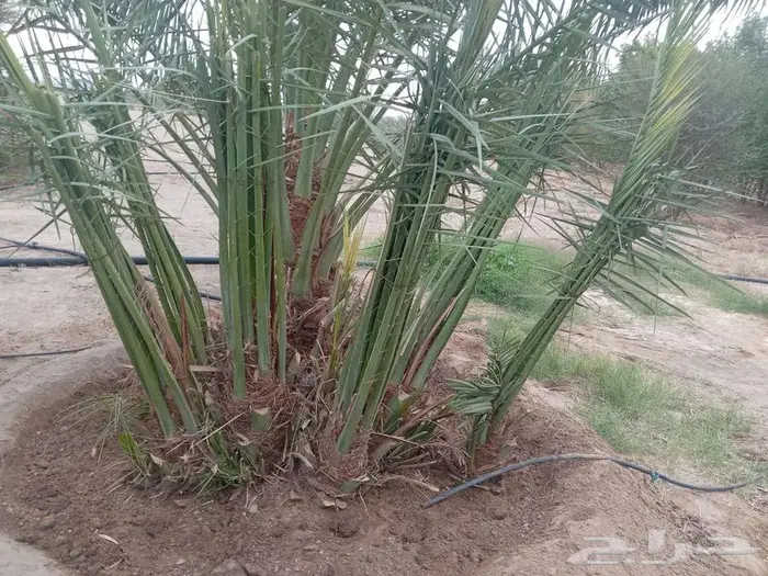 نخيل البيع الخرمه الدغميه ام راكه رنيه الطايف 1