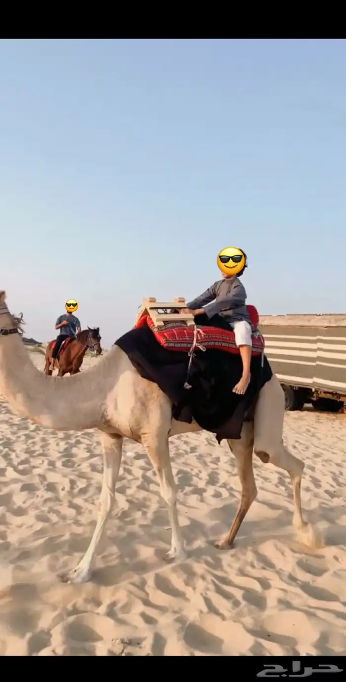 تدريب و تأجير ركوب الخيل والابل للمناسبات 23