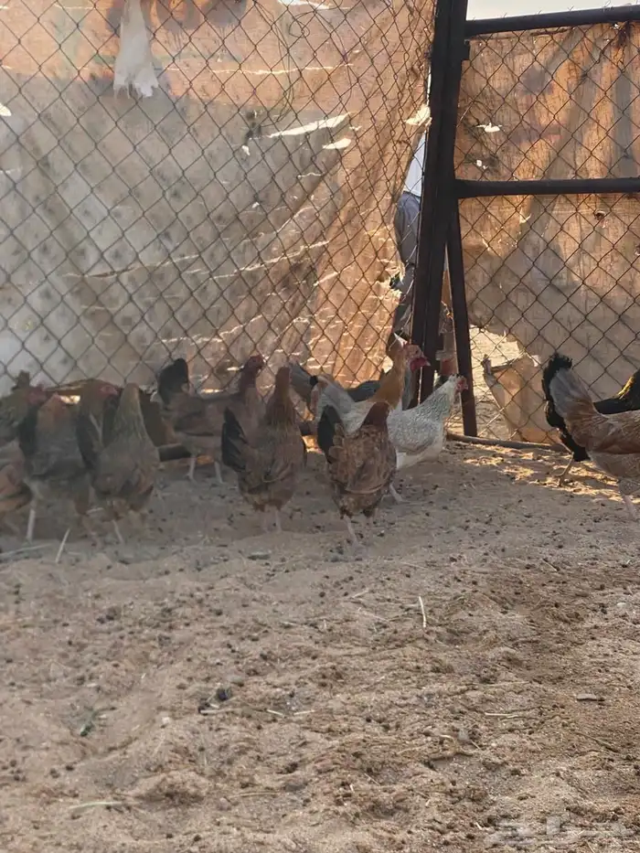 دجاج عربي 4