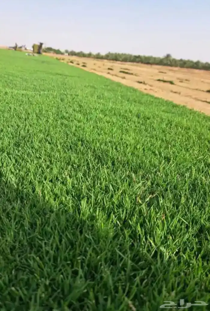 نجيله طبيعي انجيله او ثيل C2000 سي الفين 0