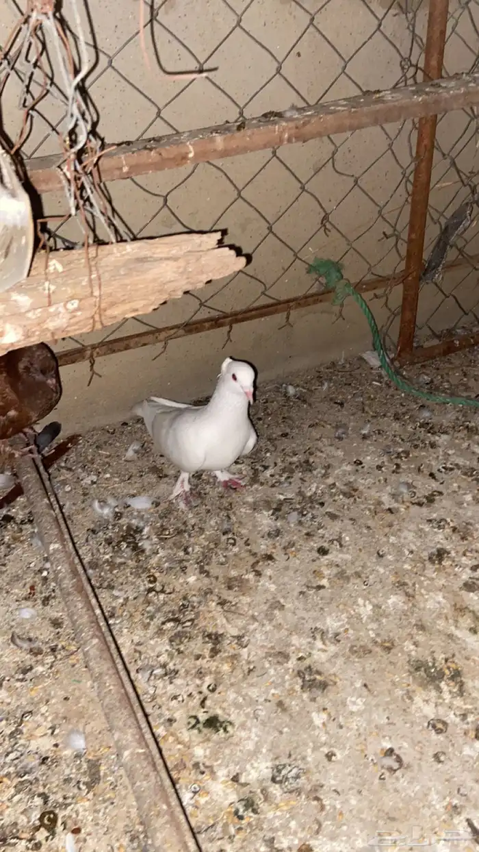 حمام مشكل فاخر 1