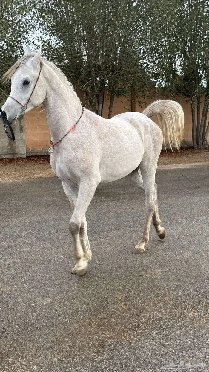 مربط البرجس للخيل العربية الأصيلة 2