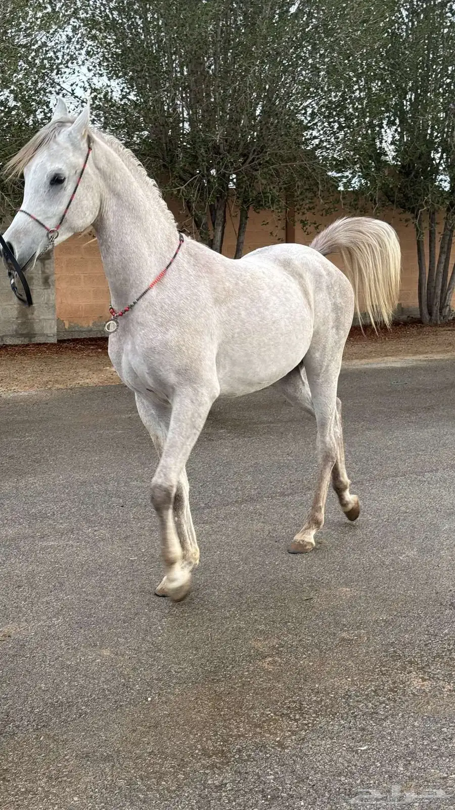 مربط البرجس للخيل العربية الأصيلة 2