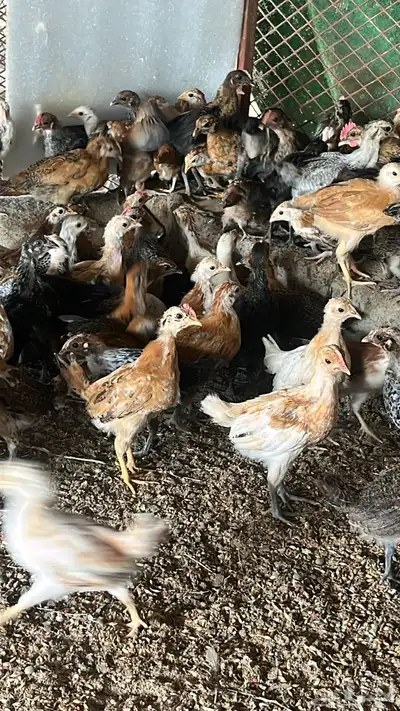 صوص صيصان دجاج بلدي وفيومي من اسبوع الي شهر 5
