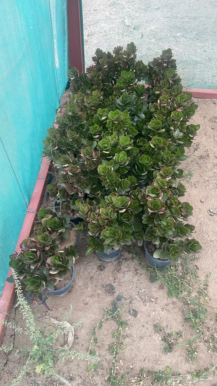 مشتل متكامل شتلات بسعر الجمله 25