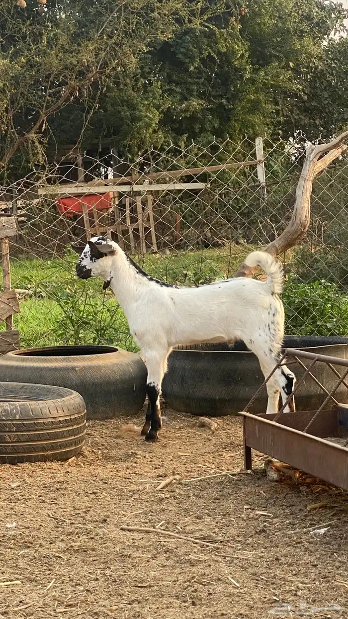 اثنين تيوس مشاريع 1