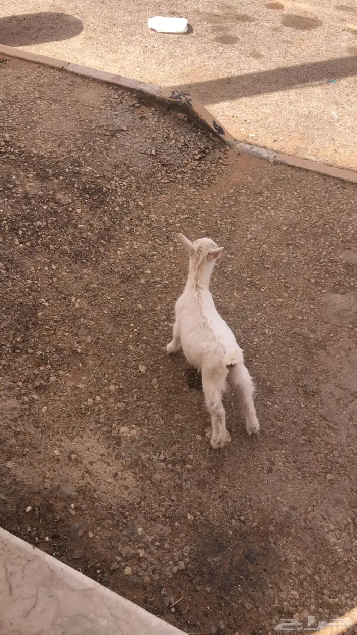 ماعز قزمي العمر شهرين انباع الله يبارك ل راعيه 0