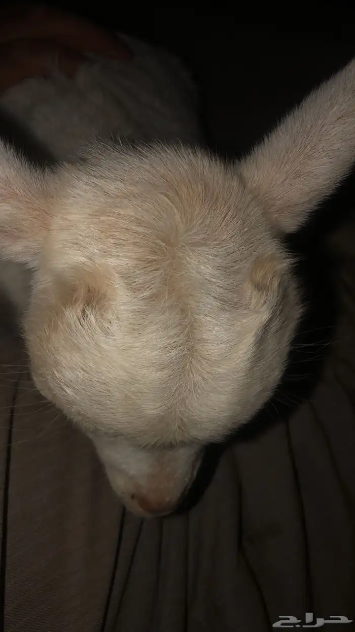 ماعز قزمي العمر شهرين انباع الله يبارك ل راعيه 1