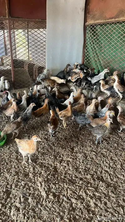 صوص صيصان دجاج بلدي وفيومي من اسبوع الي شهر 3