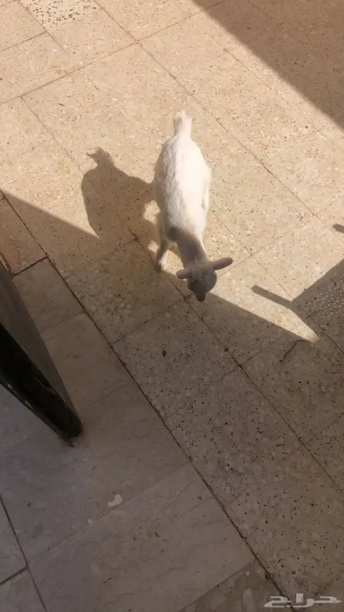 ماعز قزمي العمر شهرين انباع الله يبارك ل راعيه 3
