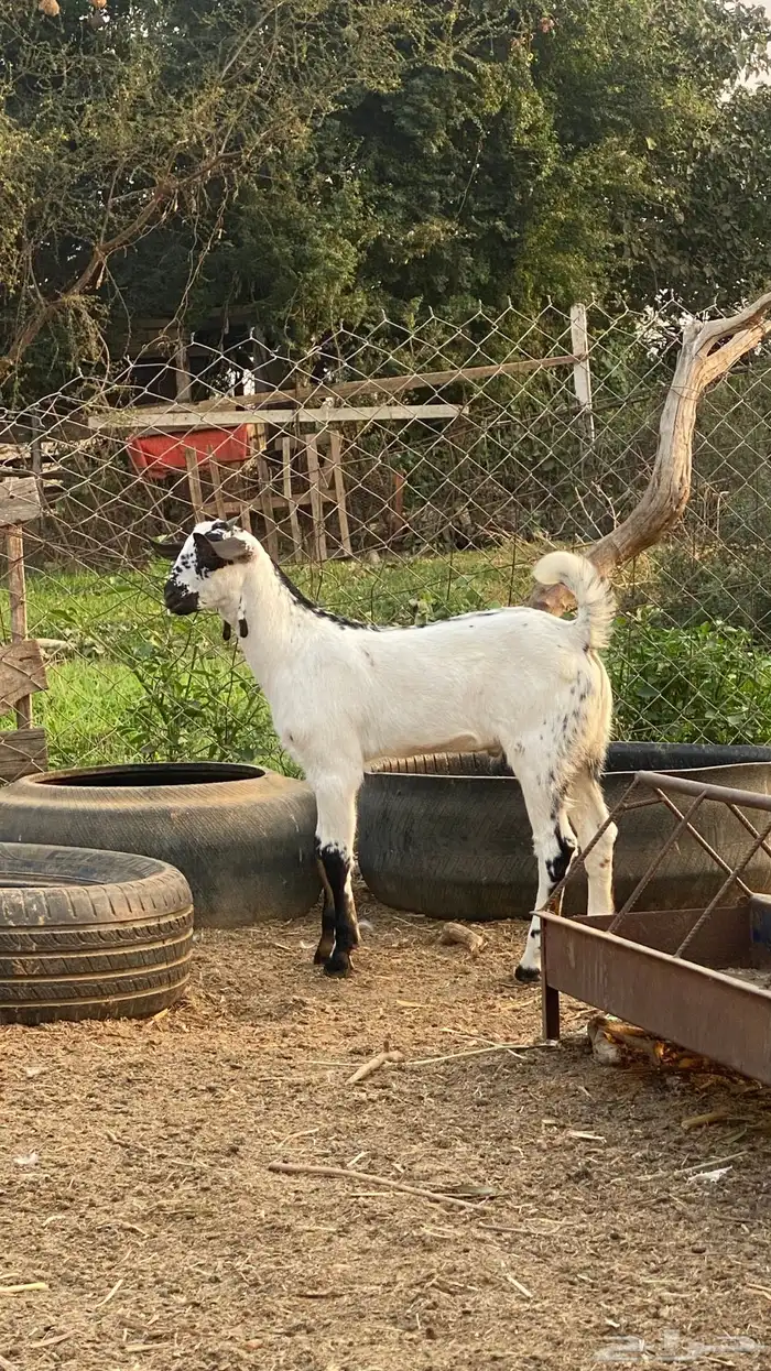 اثنين تيوس مشاريع 0