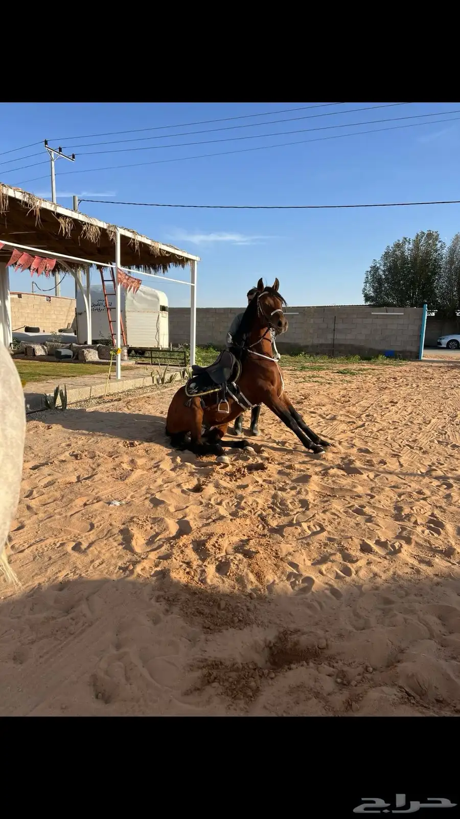 مربط البرجس للخيل العربية الأصيلة 8