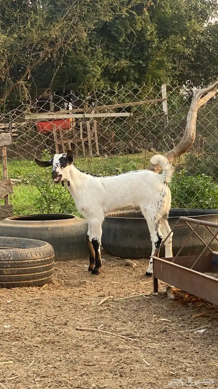 اثنين تيوس مشاريع 5