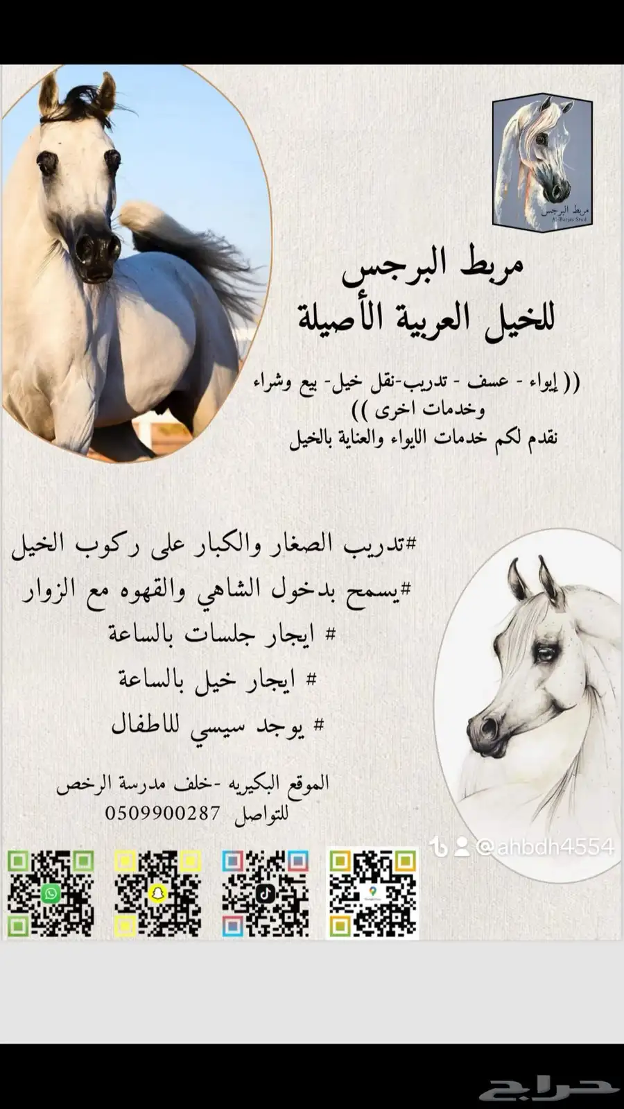 مربط البرجس للخيل العربية الأصيلة 1