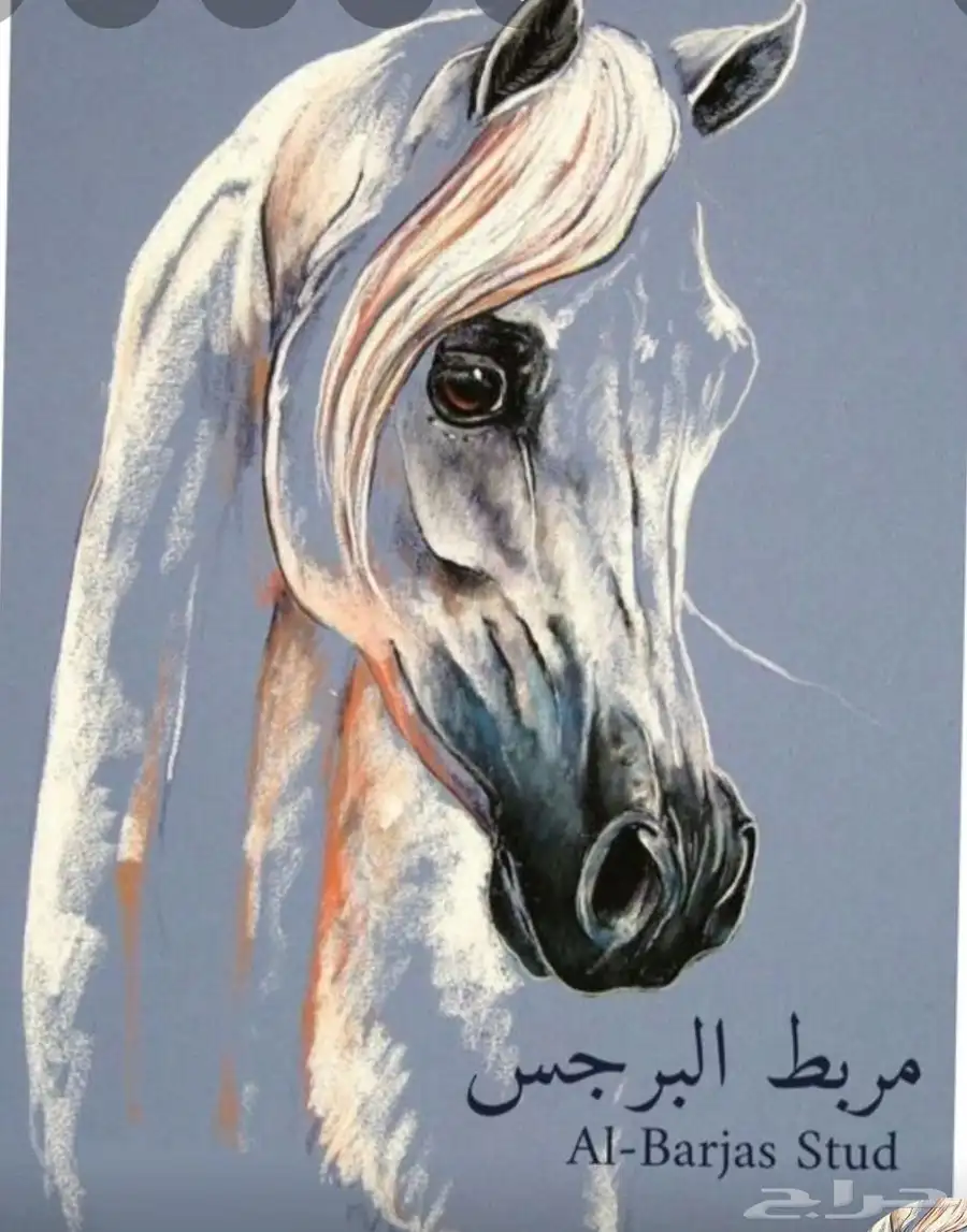 مربط البرجس للخيل العربية الأصيلة 0