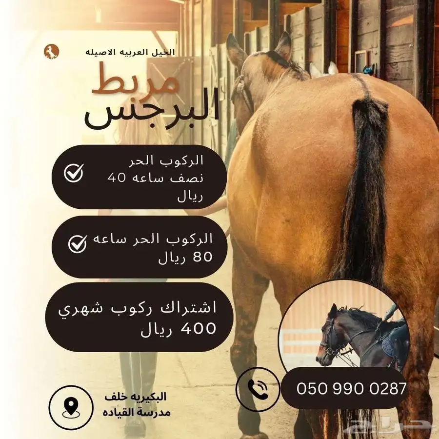 مربط البرجس للخيل العربية الأصيلة 3