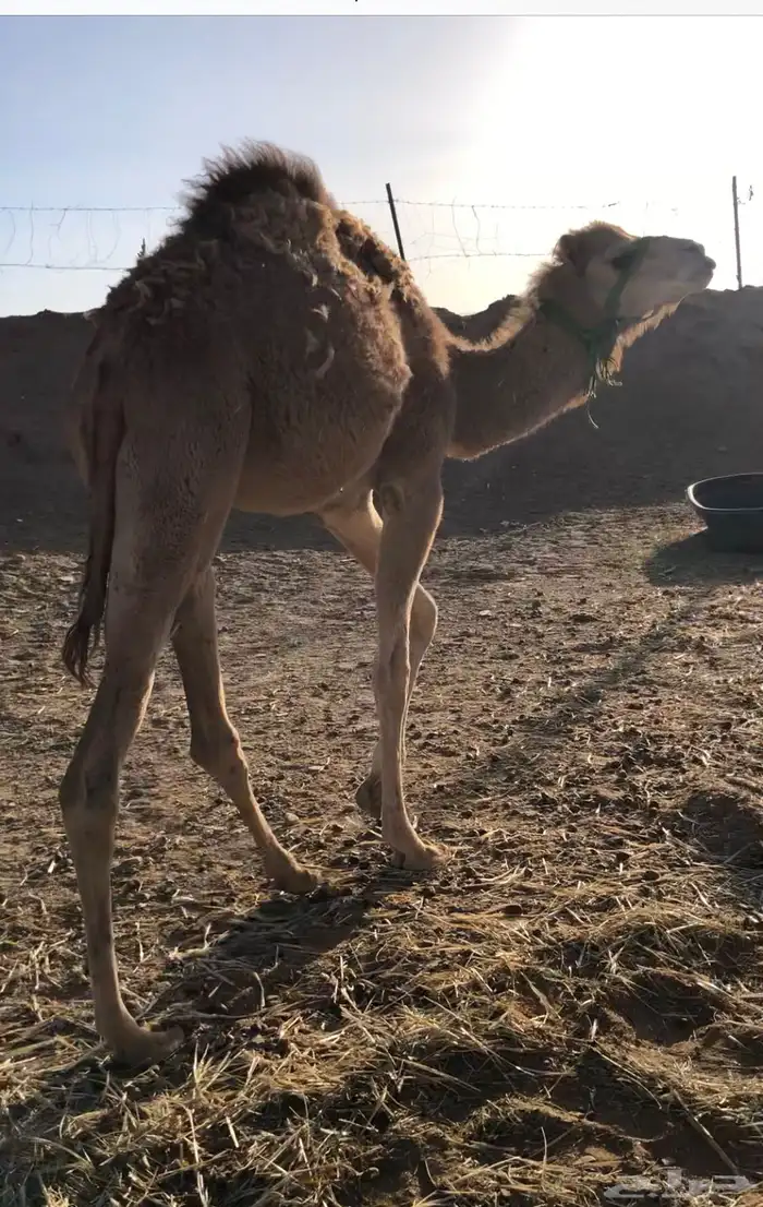 قعود للبيع 1