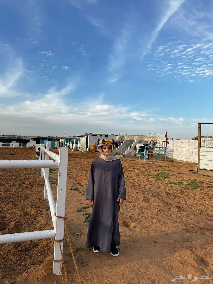 مربط البرجس للخيل العربية الأصيلة 7