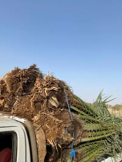 صقعي خلاص سكري 0
