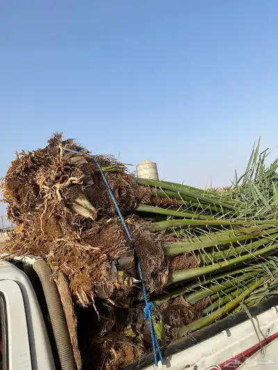 صقعي خلاص سكري 1