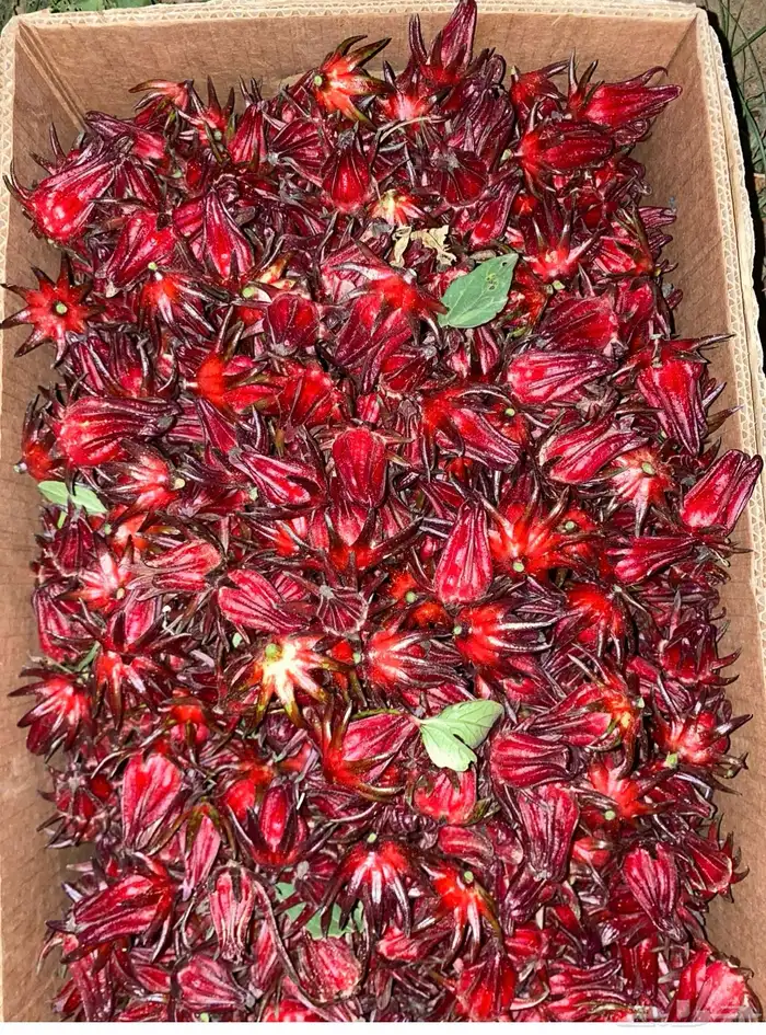 كركديه قطف يومي طازج 0