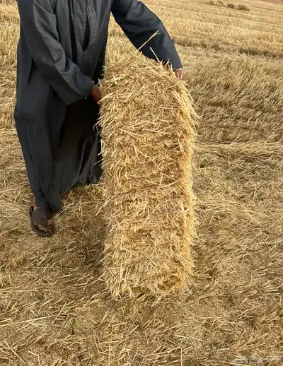 الدفع عند الاستلام 4