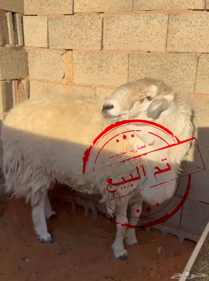 فحل حري مشروط صحه وانتاج 0