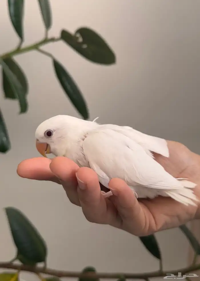 فرخين روز البينو صافي تم البيع 4