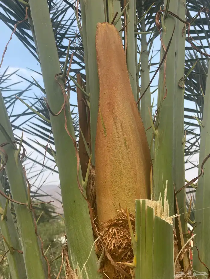 لقاح نخل بار انتاج سنة 1446ه 0