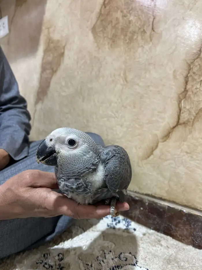 فروخ كاسكو 2
