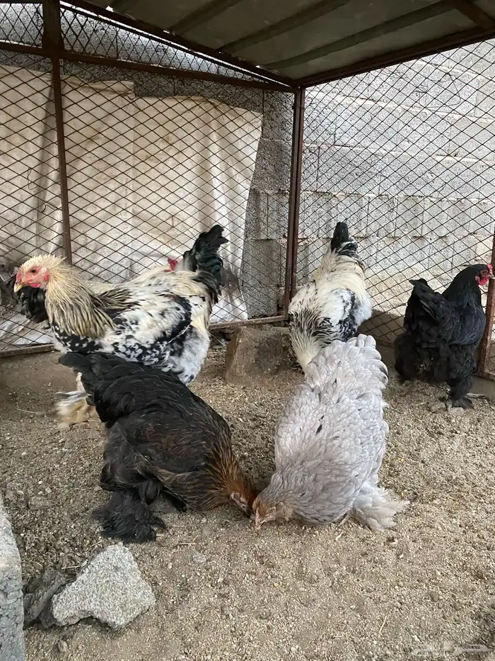 ازواج دجاج براهما تم اللبيع 1