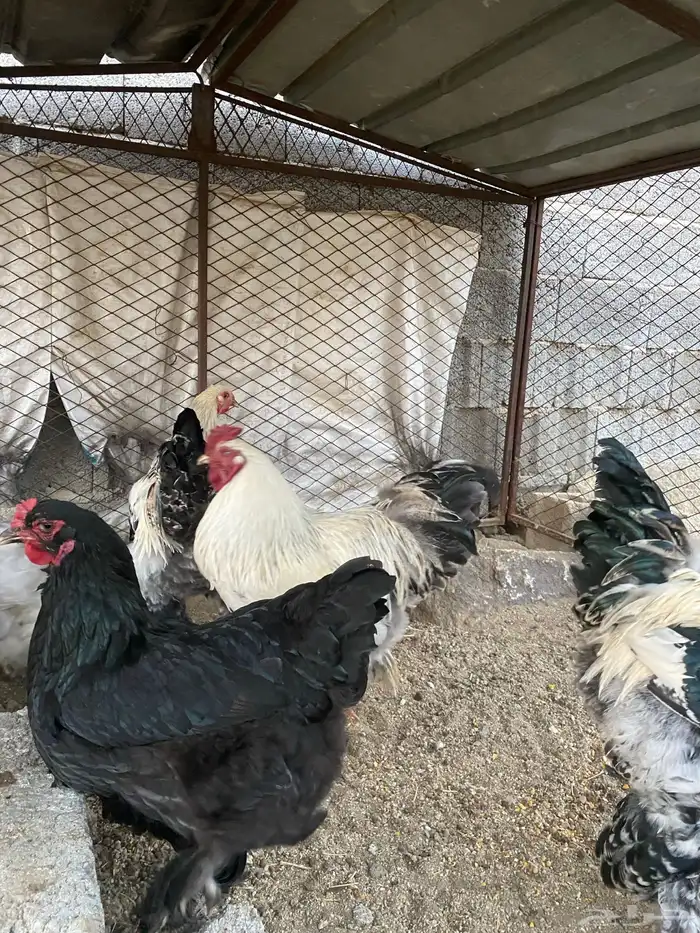 ازواج دجاج براهما تم اللبيع 3