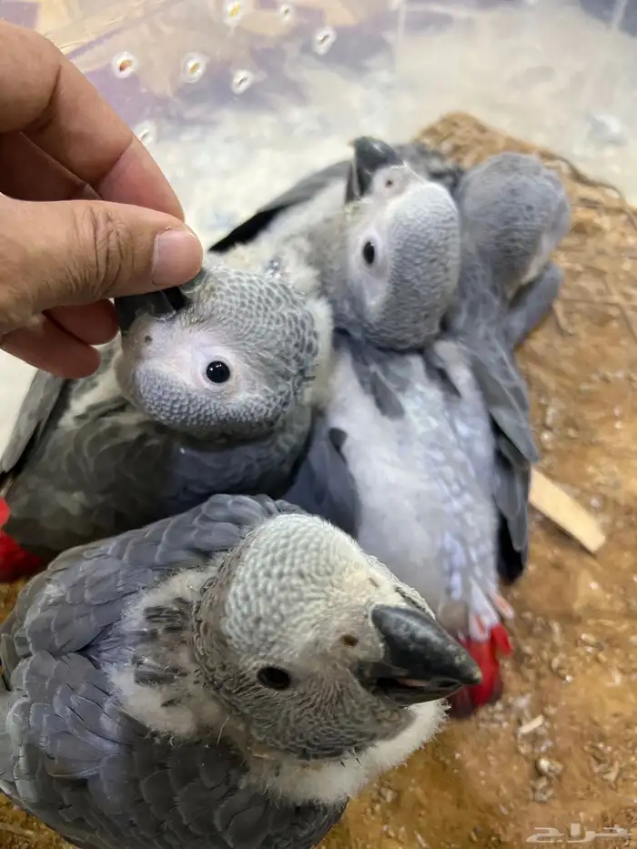 فروخ كاسكو 0