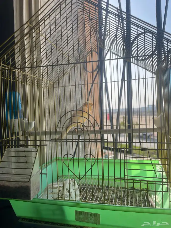 طيور كناري 1