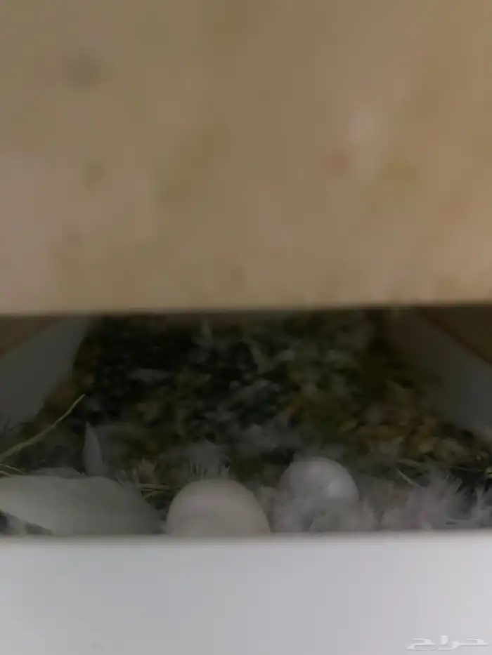 طيور روز منتجه تم البيع 10
