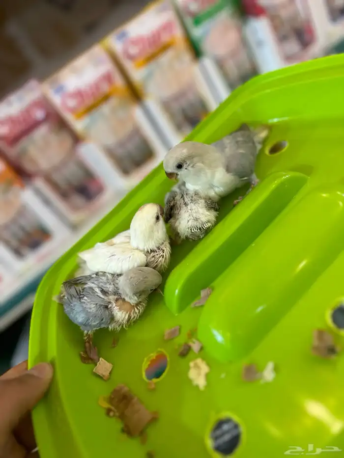 فروخ روز   فروخ كنيور   أزواج دره 6