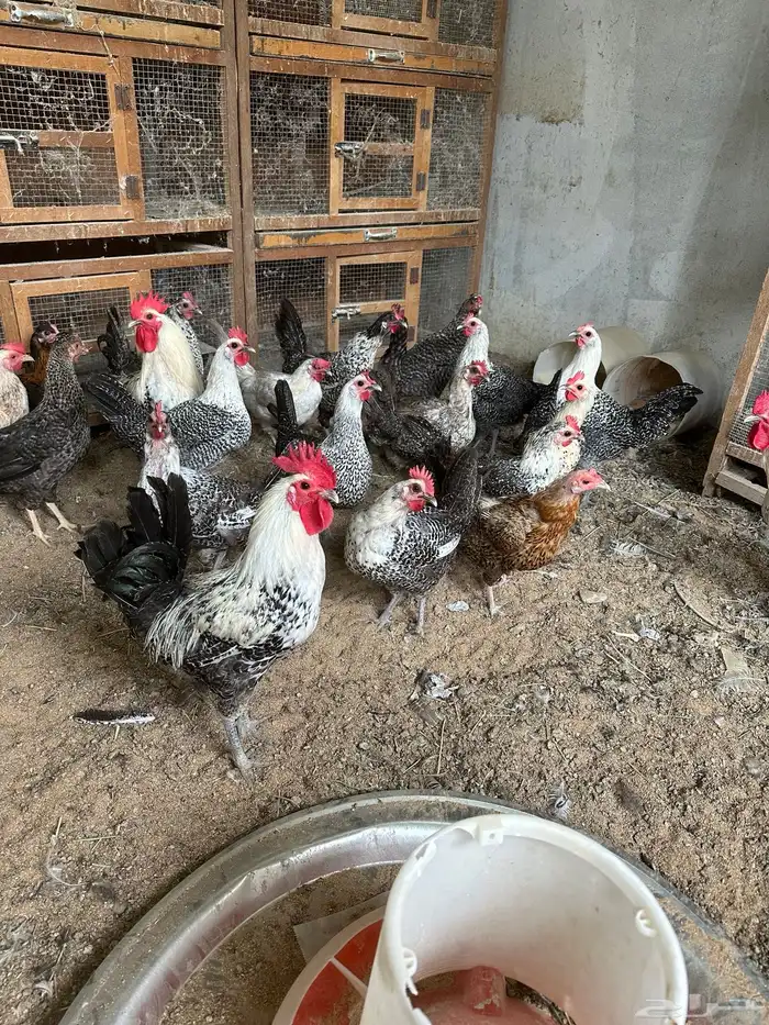 للبيع بيض دجاج فيومي 1