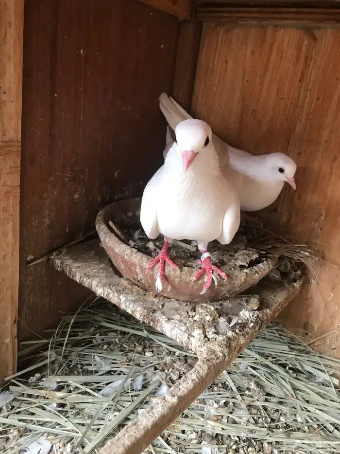 صنعاني شيبه حر حجم صغير وصوت ناعم 16