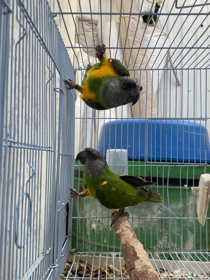 زوج سنغالي جاهز للنتاج مستوا طيب حجم جانبو 0