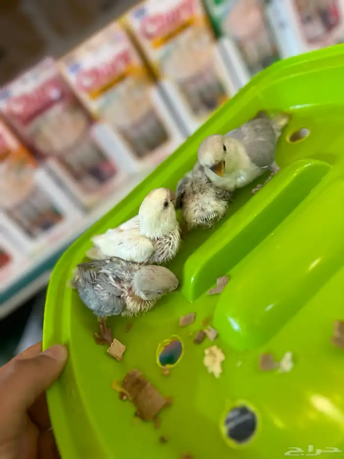 فروخ روز   فروخ كنيور   أزواج دره 7