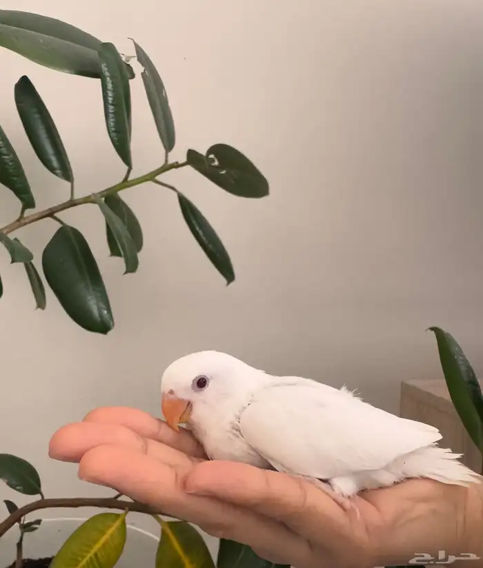 فرخين روز البينو صافي تم البيع 1