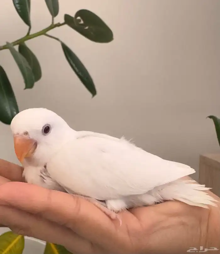 فرخين روز البينو صافي تم البيع 0