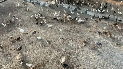 صوص صيصان دجاج بلدي وفيومي من اسبوع الي شهر 1